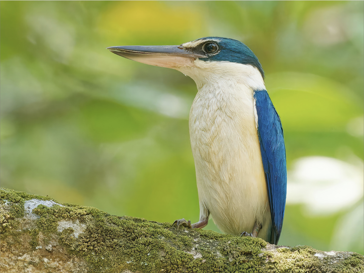 Chim sả khoang cổ (Collared Kingfisher/Todiramphus chloris) do tác giả Ravi Iyengar chụp ngày 8-8-2023 tại rừng ngập mặn Cần Giờ. Hình ảnh do Ravi Iyengar chia sẻ trên trang eBird.org.