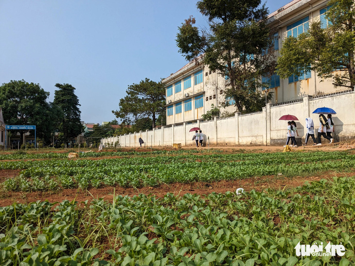 Khu đất dự kiến xây dựng ký túc xá mới đang được nhà trường tận dụng tăng gia trồng rau xanh - Ảnh: TẤN LỰC 